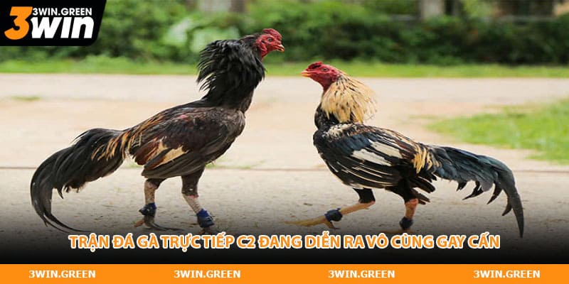 Trận đá gà trực tiếp C2 đang diễn ra vô cùng gay cấn