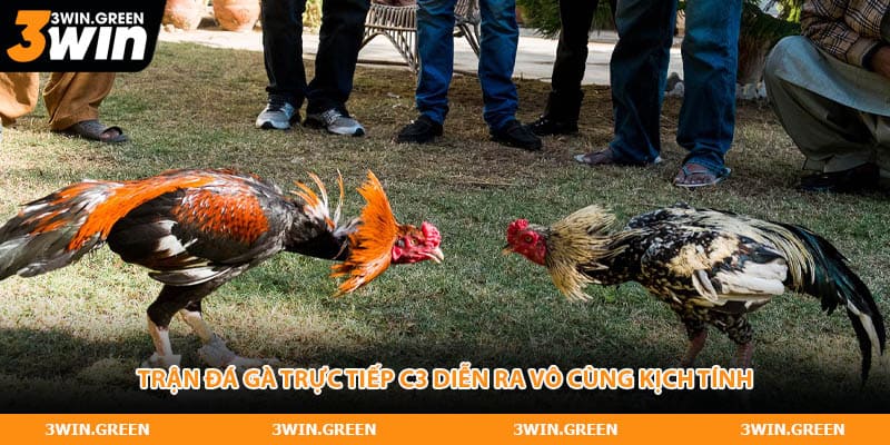Trận đá gà trực tiếp C3 diễn ra vô cùng kịch tính